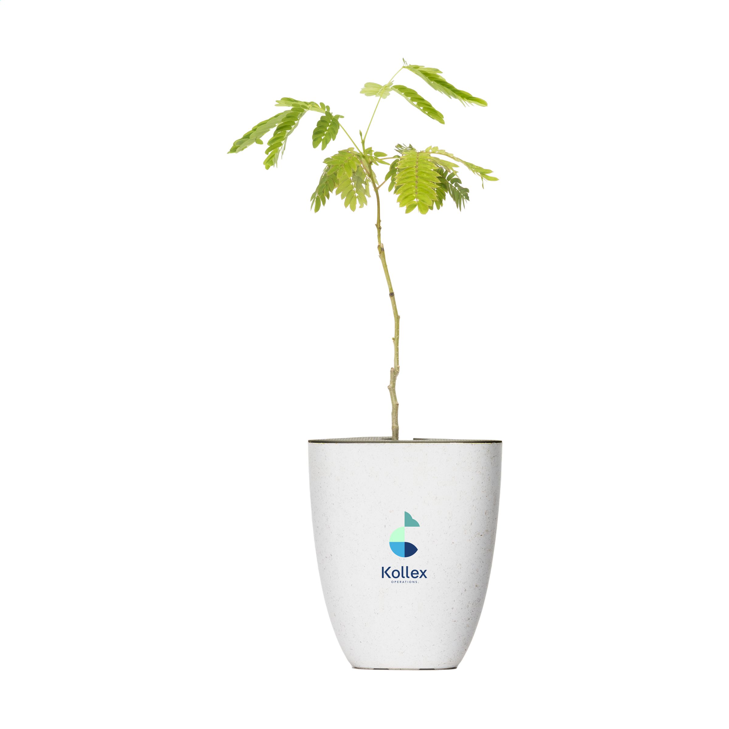 Geschenkset - Briefkastenbaum